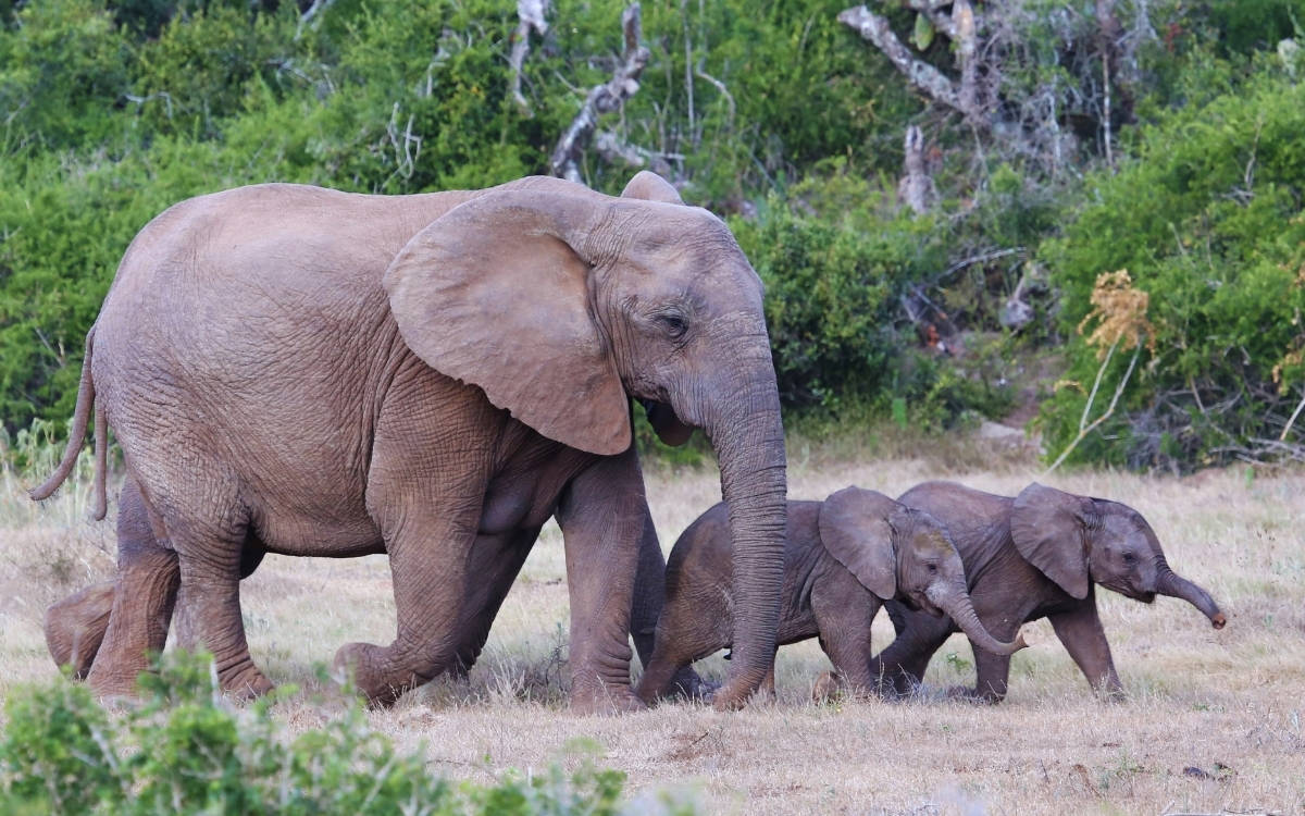 Wildlife Photography